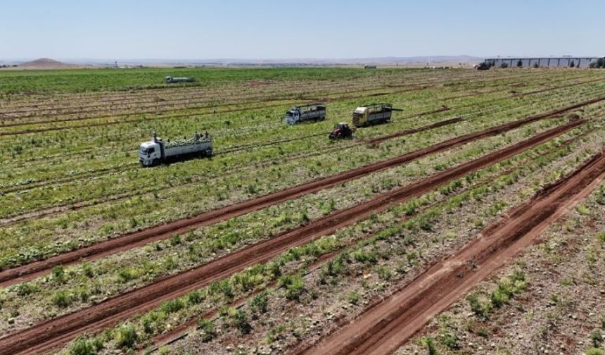 Sıcak Hava Fiyatları Vurdu: Şanlıurfa’da Karpuz Ucuz, Talep Yüksek!