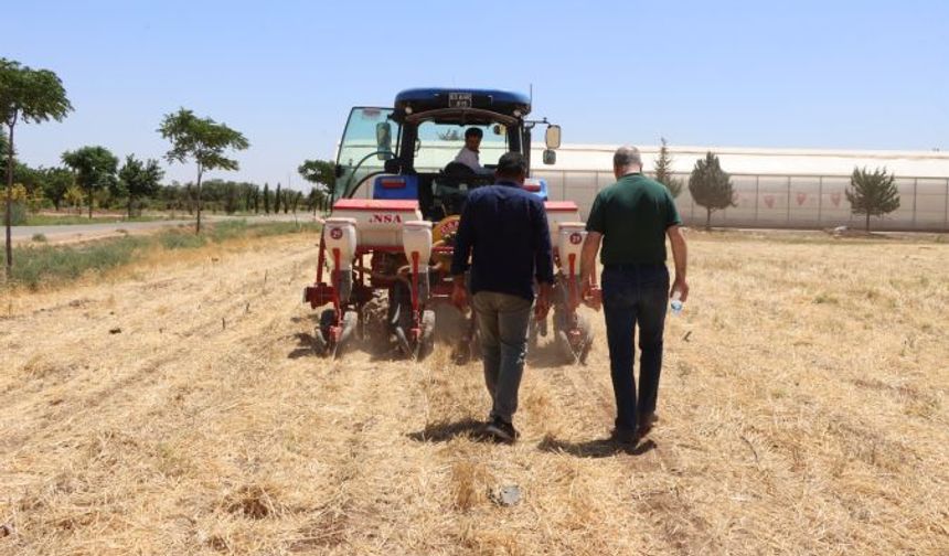 Şanlıurfa’da Tarımda Bir İlk: Toprak İşlenmeden Mısır Ekildi!