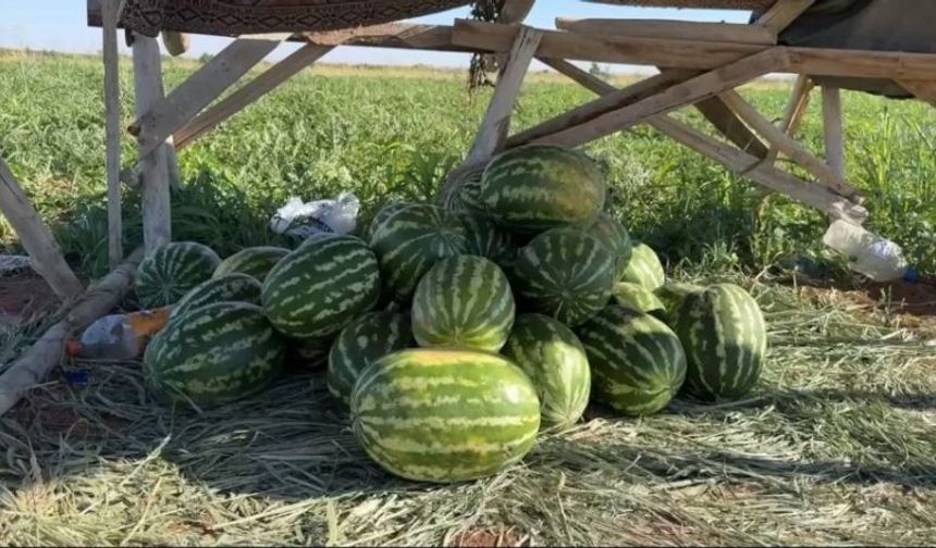 Suruç Ovası’nda Karpuz Krizi: Çiftçi Zararda