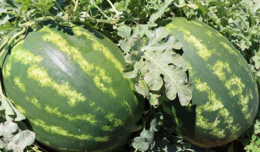 Türkiye Şanlıurfa’nın Karpuzuyla Serinliyor: Yaylak’tan Efsane Tat!