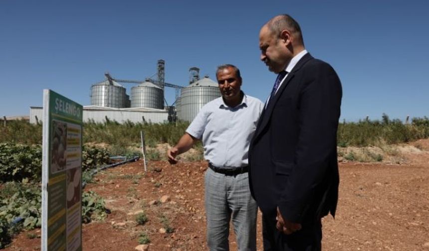 Şanlıurfa’da Ata Tohumları Toprakla Buluşuyor!