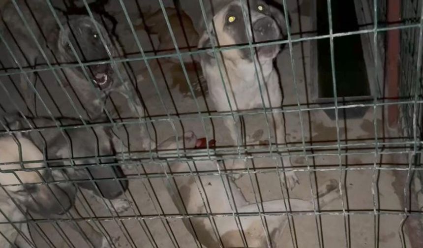 Şanlıurfa Suruç’taki Hayvan Barınağında Neler Oluyor?