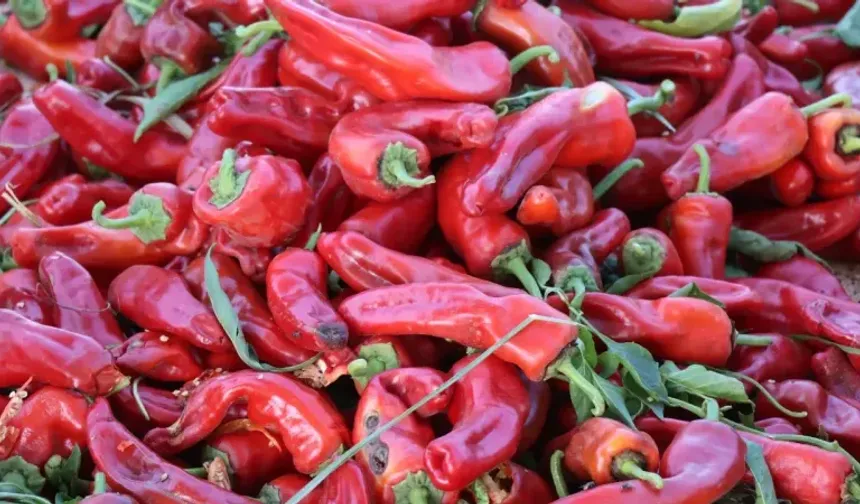 Şanlıurfa'nın Meşhur İsotu Nasıl Yapılıyor? Üretimden Tabağa Her Aşama