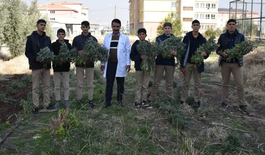 Siverek’te Lise Öğrencileri Tıbbi ve Aromatik Bitki Yetiştirerek Tarımı Uygulamalı Öğreniyor