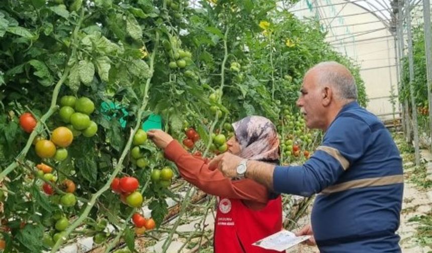 Şanlıurfa’da topraksız üretim yapılan seralarda Domates Güvesi Kontrolü Yapıldı