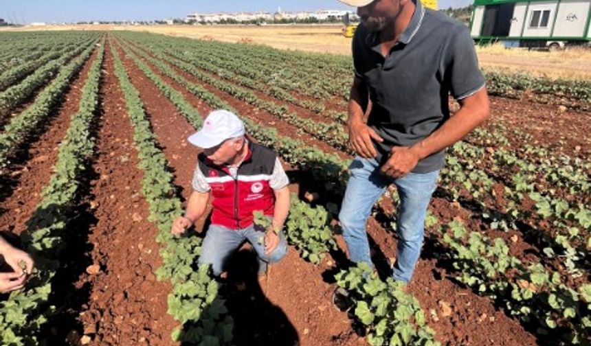 Şanlıurfa’da pamukta doğru dikim aralığı ve zararlı mücadelesi anlatıldı