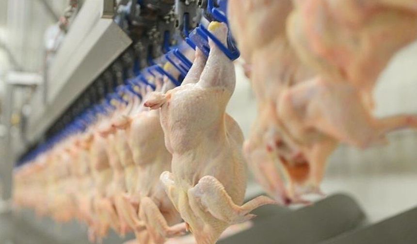 Kasım Ayında Tavuk Eti Üretimi 233 Bin Tonu Aştı!