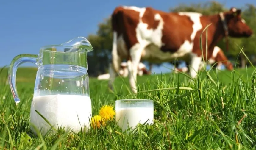 Süt Üretiminde Kasım Ayı Rakamları Belli Oldu!