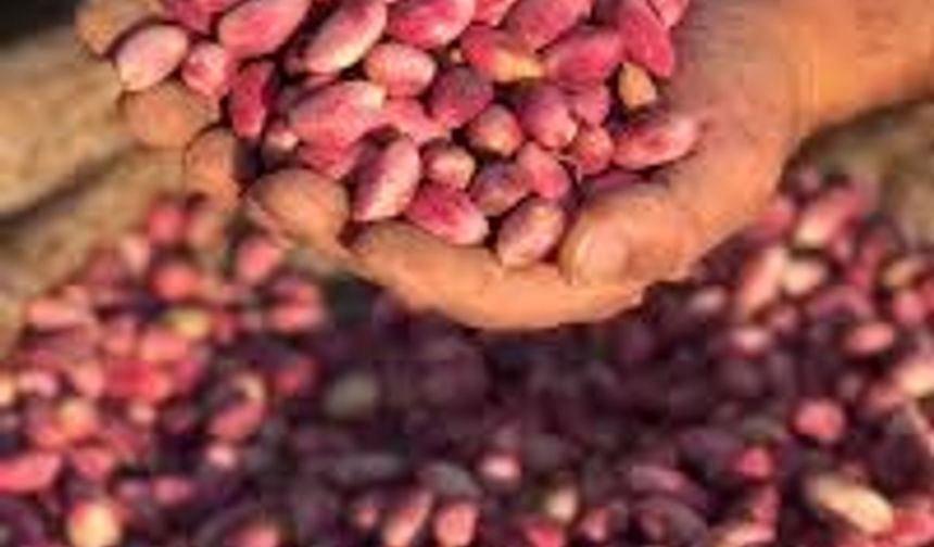 Kalitesiyle Dünya Markası Şanlıurfa Fıstığı Alarm Veriyor!