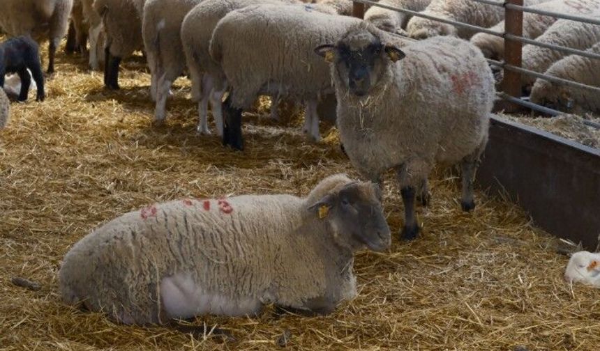 Küçükbaşta Yeni Dönem! Suni Tohumlama Çalışmaları Hız Kazandı