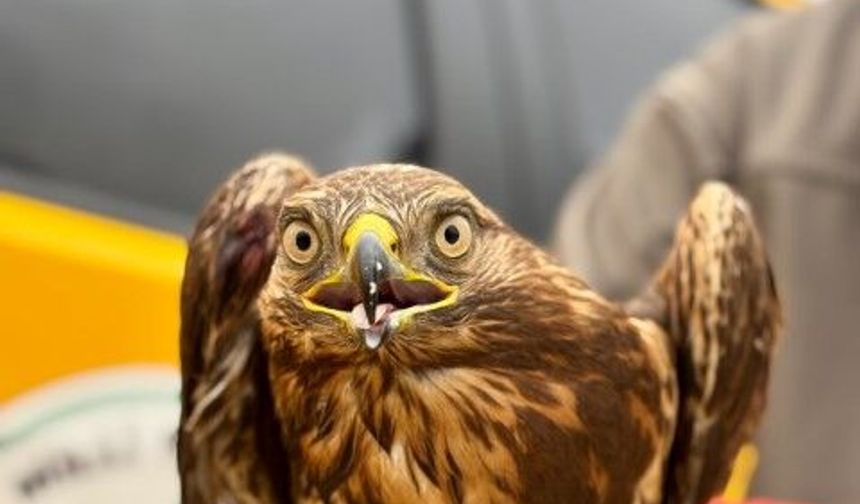 Şanlıurfa’da Kızıl Şahin İçin Hayat Kurtaran Operasyon!