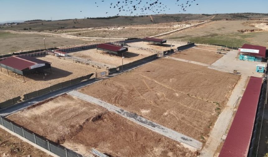 Şanlıurfa’da Sahipsiz Hayvan Çalışmalarında Hedefe Ulaşıldı