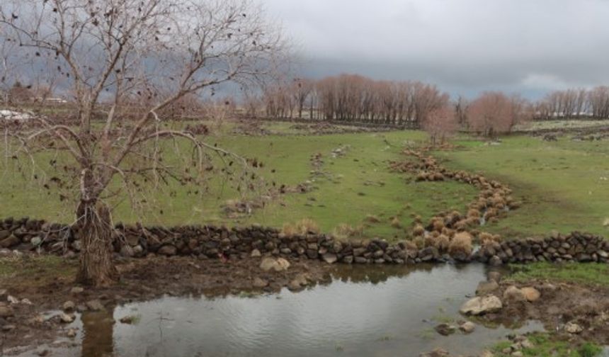 Şanlıurfa’da Yağışlar Tarım Ve Hayvancılığa Can Suyu Oldu!