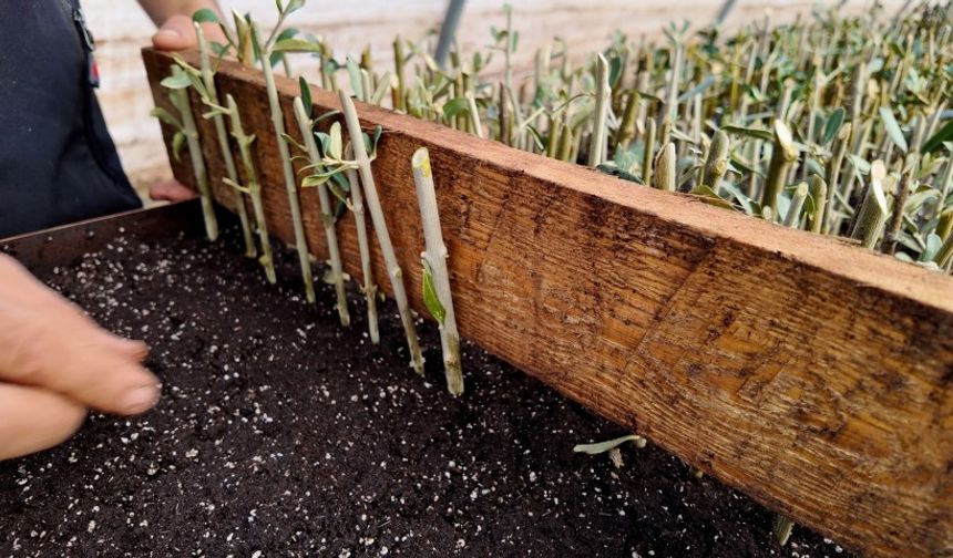 Şanlıurfa Çiftçileri İçin Fidan Dağıtımı Başlıyor!