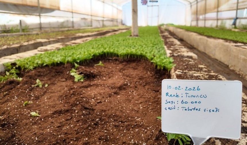 Akçakale Seralarında Şanlıurfa Büyükşehir’den Büyük Üretim!