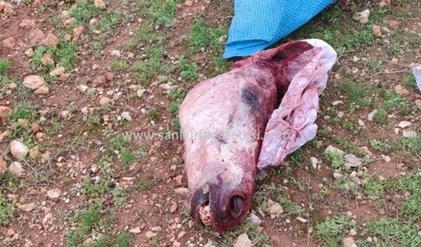 Şanlıurfa’da  Çuvaldan Kesilmiş At Başı Çıktı!