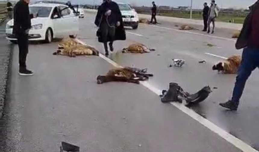 Siverek’te Araç Koyun Sürüsüne Çarptı: 10 Koyun Telef Oldu