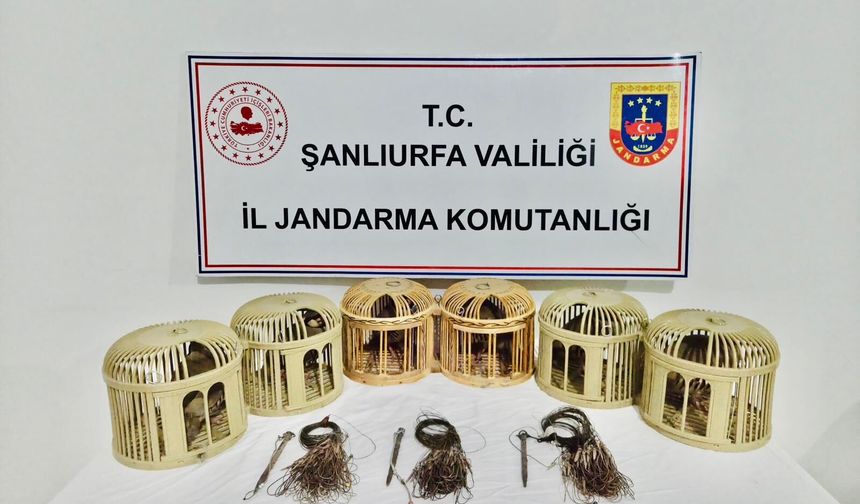 Şanlıurfa Akçakale’de Keklik Avlayanlara Suçüstü