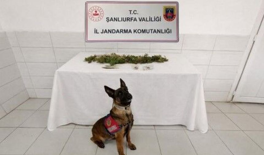Şanlıurfa Birecik’te Narkotik Operasyonu: Kenevir Bitkisi ve Esrar Ele Geçirildi!