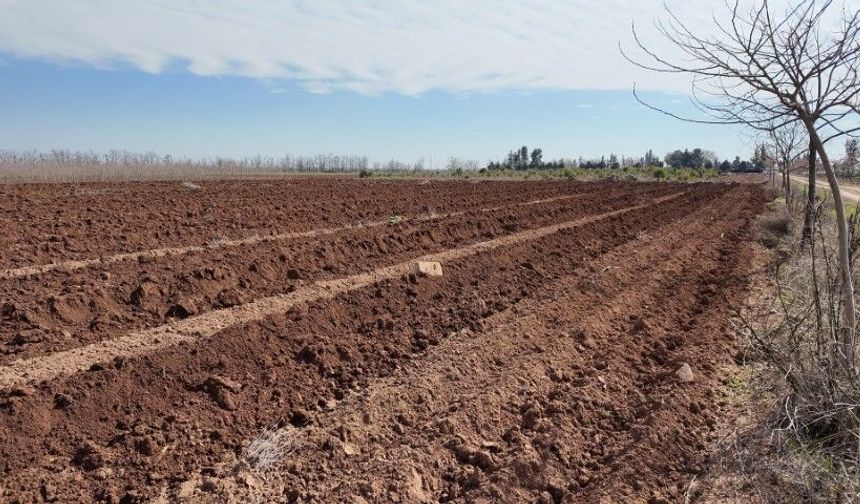 Şanlıurfa’da Parklar İçin 20 Bin Çınar Yetiştiriliyor!