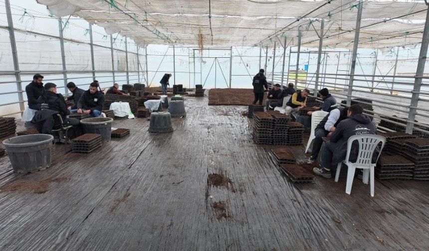 Şanlıurfa Büyükşehir’den Çiftçilere Dev Fide Projesi!