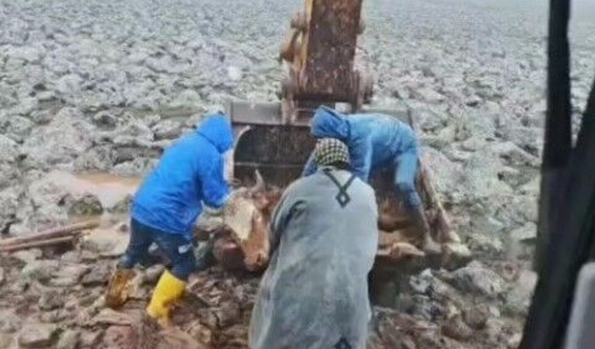 Şanlıurfa Çamura Saplanan İnek Operasyonla Kurtarıldı!