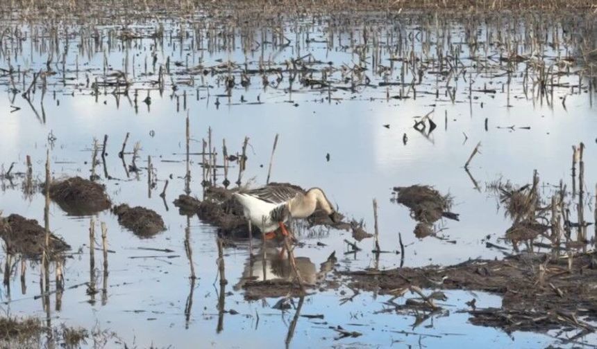 Şanlıurfa Suruç’ta Tarım Arazileri Büyük Zarar Gördü!