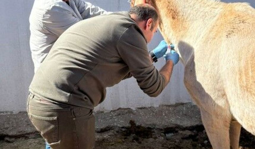 Şanlıurfa’da Tek Tırnaklı Hayvanlarda Afrika At Vebası Taraması yapılıyor