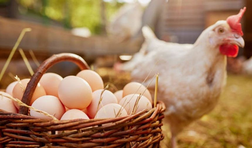 Türkiye’de Tavuk Eti Üretiminde Dikkat Çeken Düşüş!