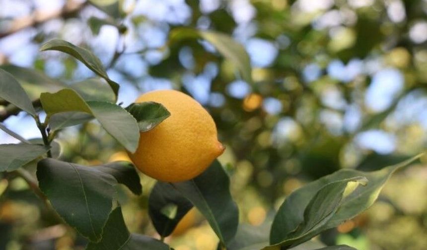 Türkiye’de Limon Üretici Fiyatları Tarihi Artış Gösterdi!