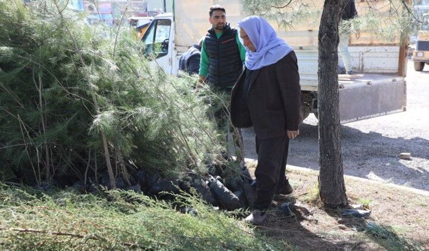 Viranşehir Belediyesi’nden Vatandaşlara Çam Fidanı Dağıtımı