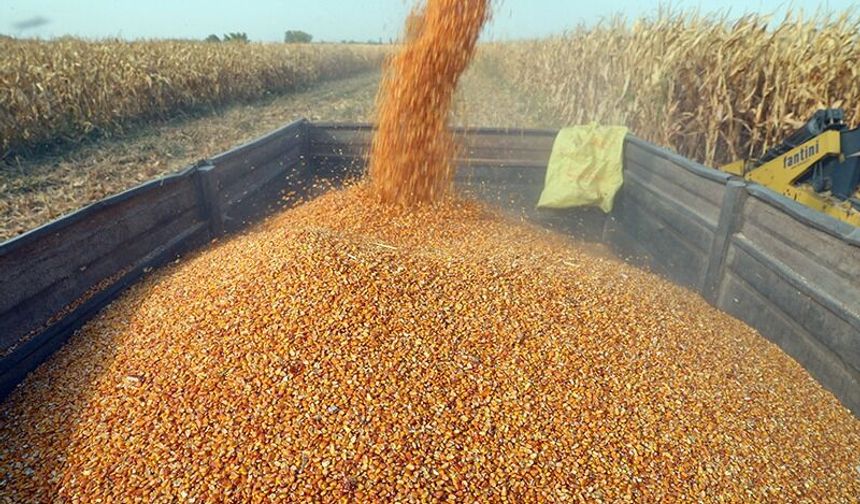 Ceylanpınar Tarım İşletmesi 13 Bin 511 Ton Dane Mısırı Açık Artırmayla Satacak