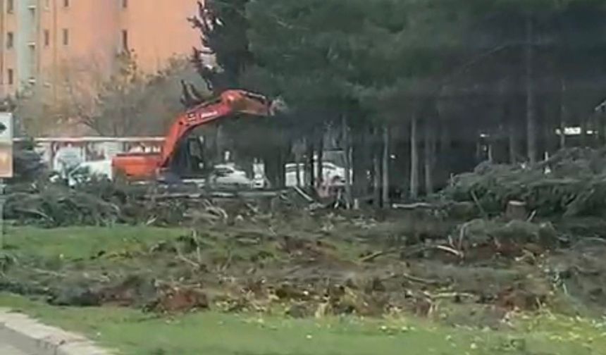 Şanlıurfa’da Ağaçlara Zarar Veren Belediye Personeli Görevden Uzaklaştırıldı