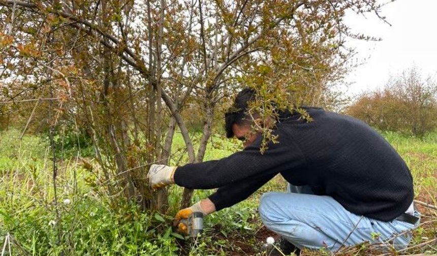 AB Tescilli Suruç Narında Bahar Mesaisi Başladı