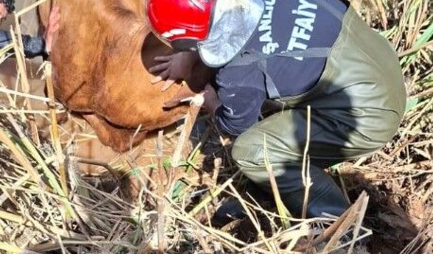 Akçakale’de Tahliye Kanalına Düşen 2 İnek Kurtarıldı