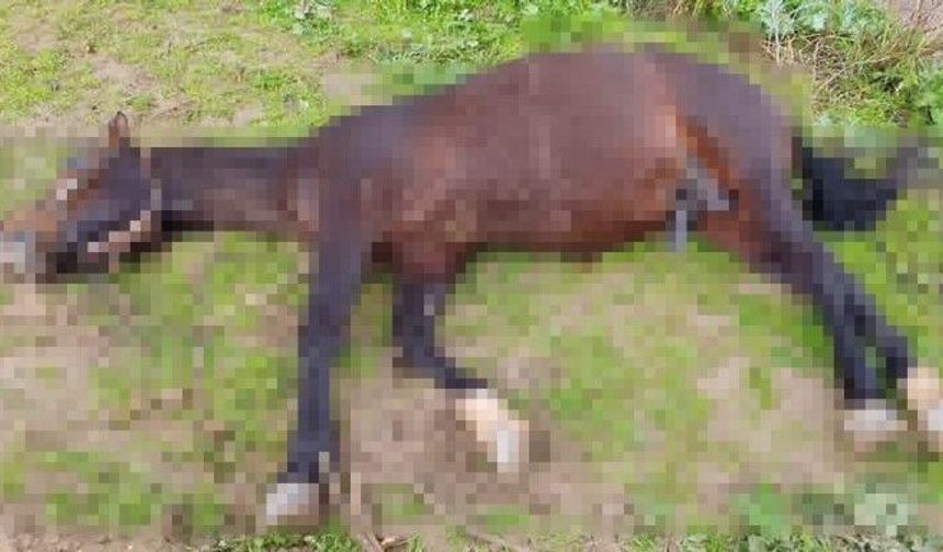 Şanlıurfa’da Yıldırım İsabet Eden At Telef Oldu