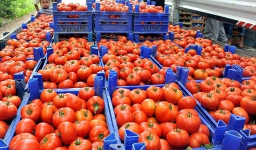 Türkiye Domates İhracatında Rekor Artış Gösterdi