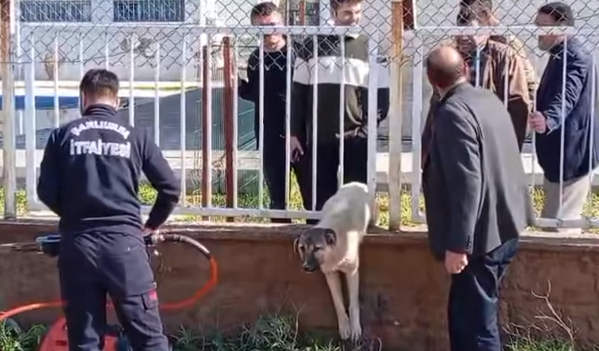 Şanlıurfa’da köpeğin imdadına itfaiye yetişti