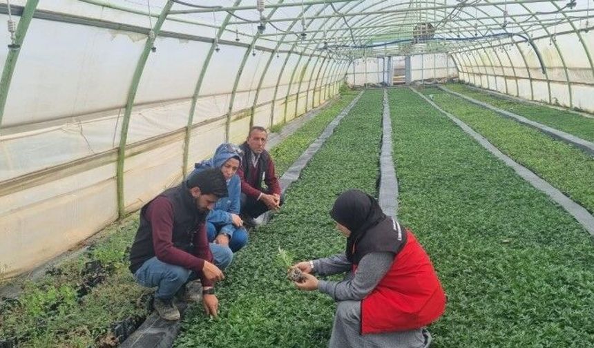 Zeytinde köklendirme başarısı için kritik adım: Şanlıurfa’da teknik mesai