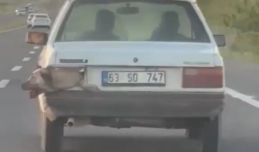 Şanlıurfa’da bir ilginç olay: Stop lambası değil köpek kafası!