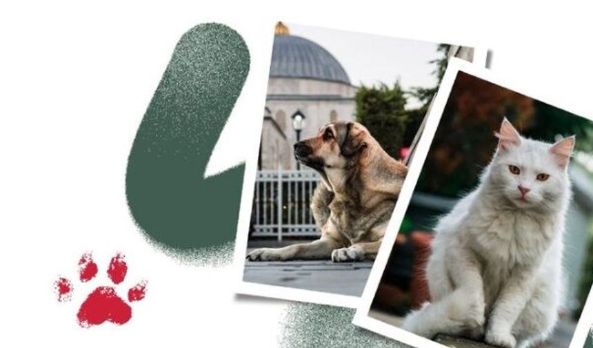 Şanlıurfa Barosu’ndan Sokak Hayvanları İçin Çağrı