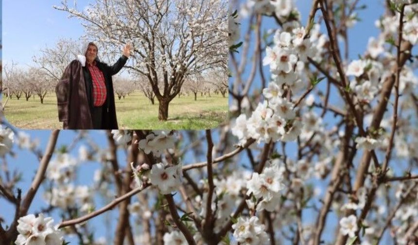 Şanlıurfa Badem Üretiminde Zirveye Yaklaşıyor!
