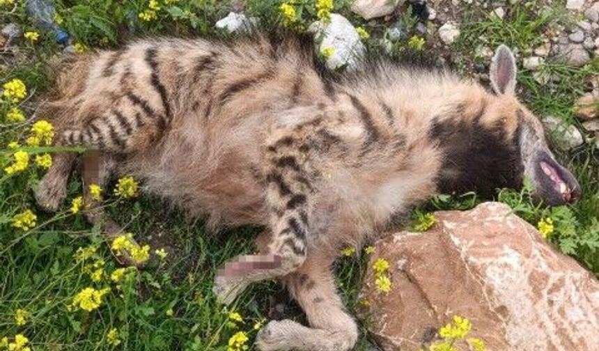 Şanlıurfa Birecik’te Çizgili Anadolu Sırtlanı Araç Çarpmasıyla Telef Oldu!