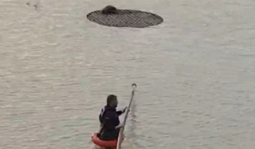Şanlıurfa’da Sulama Havuzuna Düşen Tilki Kurtarıldı