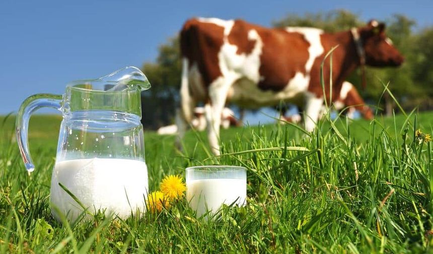 Şubat Ayında İnek Sütü Toplama Miktarı Geriledi