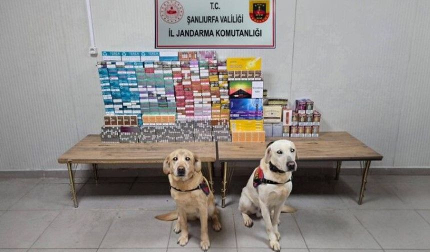 Şanlıurfa’da kaçakçılara geçiş yok: 27 gözaltı!