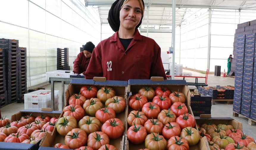 Akçakale’de iyi tarım uygulaması hasadı verdi: İstihdamda yeni kan
