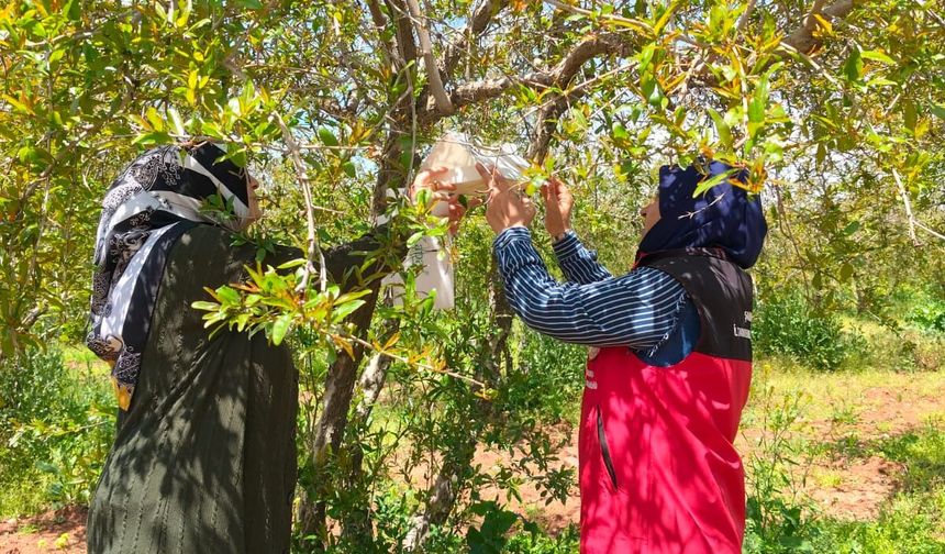 Şanlıurfa’da Nar Bahçeleri Mercek Altına Alındı