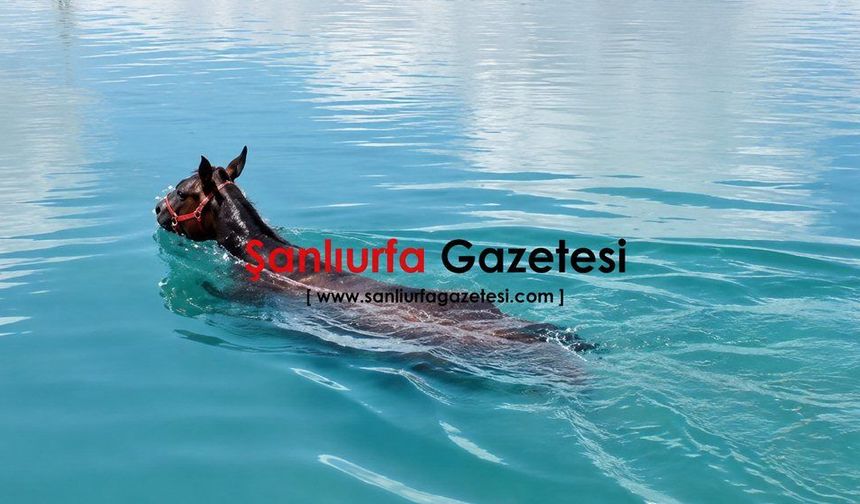 Fırat Nehri’nde Can Pazarı: Vatandaşlar Boğulmak Üzere Olan Atı Kurtardı