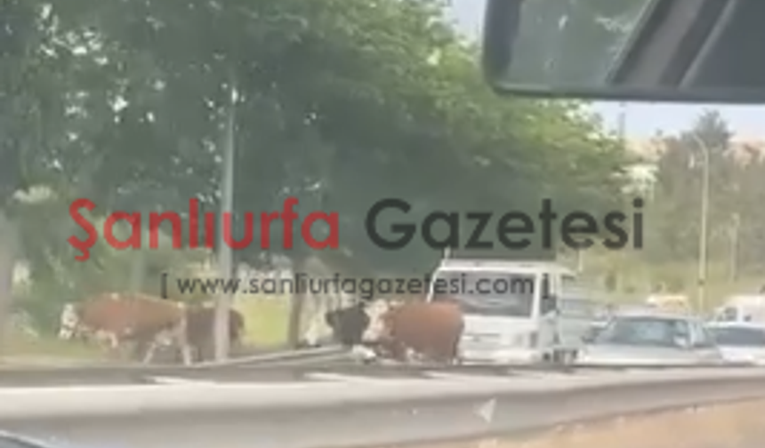 Şanlıurfa’da Ahırdan Kaçan İnekler Trafiği Kilitledi